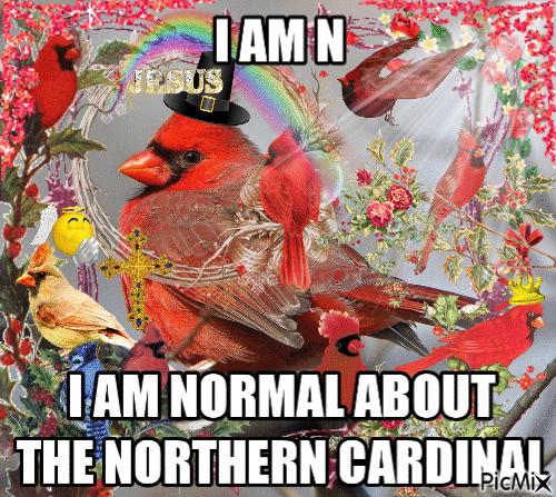 picmix gif with a bunch of cardinals all over it. in impact font it says I AM N I AM NORMAL ABOUT THE NORTHERN CARDINAL